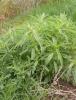Kochia (Bassia scoparia), a dense upright annual weed with many fine branches, narrow gray-green hairy leaves, inconspicuous green flowers, and foliage turning red to burgundy before the mature plant breaks loose as a tumbleweed.