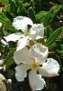 Kudu lily (Adenium multiflorum), a leafless succulent shrub with swollen gray branching stems and numerous five-petaled white flowers sharply edged and striped with pink, crimson, or red.