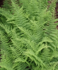 Sprenger asparagus fern (Asparagus aethiopicus ‘Sprengeri’) with long arching green stems, dense clusters of narrow needle-like cladodes, small pale flowers, sharp stem projections, and round berries ripening from green to bright red.