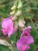 Sweet pea or everlasting pea (Lathyrus latifolius), a vigorous perennial climbing vine with broad winged stems, paired blue-green leaflets, curling tendrils, clusters of unscented pink pea-shaped flowers, and flattened seedpods.