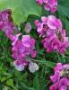 Perennial Pea or Everlasting Pea (Lathyrus latifolius), a vigorous climbing vine with broadly winged stems, paired blue-green leaflets, branching tendrils, clusters of unscented pink pea-shaped flowers, and flat brown seed pods