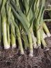 Mature Leek with a thick white cylindrical pseudostem, overlapping leaf bases, broad flat blue-green leaves