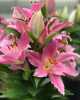 Stargazer lily (Lilium ‘Stargazer’) with large fragrant upward-facing pink flowers, white ruffled margins, deep crimson midribs, dark speckles, prominent orange-brown anthers, and narrow green leaves.