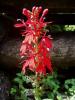 Cardinal Flower, Lobelia cardinalis, a lobeline-containing toxic wildflower for pets and livestock