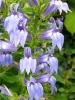 Blue cardinal flower with tall upright leafy stems, alternate toothed lance-shaped leaves, and a dense terminal spike of deep blue two-lipped tubular flowers