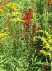 Cardinal Flower or Lobelia cardinalis growing as a tall upright wetland wildflower with alternate toothed lance-shaped leaves and a terminal spike of vivid scarlet tubular flowers, each with three prominent lower lobes and two smaller upper lobes.