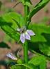 Indian tobacco (Lobelia inflata) growing as a slender branched herb with hairy green stems, alternate toothed oval leaves, tiny pale blue two-lipped flowers, and rounded inflated seed capsules along the upper branches.