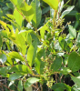 Maleberry or Lyonia ligustrina, a multi-stemmed deciduous wetland shrub with oval glossy green leaves, small white urn-shaped flowers in narrow clusters, and persistent round brown woody capsules rather than fleshy edible berries.