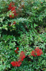 Nandina or Nandina domestica growing as an upright multi-stemmed woody landscape shrub with slender cane-like stems, large lacy compound leaves divided into many smooth-edged leaflets, and terminal clusters of green or bright red round fruit.