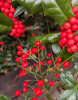 Sacred bamboo or heavenly bamboo, Nandina domestica, with upright cane-like stems, finely divided compound leaves, clusters of small white flowers, and hanging bunches of bright red berries.