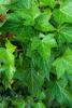 English Ivy, Hedera helix, a triterpenoid-saponin-containing climbing vine toxic to dogs, cats, and horses