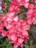 Oleander shrub with narrow leathery dark-green leaves arranged in pairs or whorls and terminal clusters of five-petaled pink flowers.