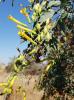 Tree Tobacco (Nicotiana glauca), a tall branching shrub with smooth blue-green oval leaves and clusters of long yellow tubular flowers