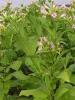 Cultivated tobacco (Nicotiana tabacum), a tall broad-leaved plant with sticky green stems, large oval leaves that partly clasp the stem, and terminal clusters of tubular pink flowers.