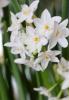 Paper White Narcissus with exposed tan bulbs, narrow upright blue-green leaves, and clusters of strongly scented white flowers with small white central cups.