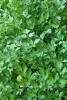 Garden parsley (Petroselinum crispum), a bright green biennial herb with dense curly or flat divided leaves and second-year flowering stems topped by small greenish-yellow compound umbels.