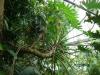 Mature Horsehead Philodendron (Philodendron bipennifolium) climbing a support with large glossy olive-green leaves shaped like a violin, saddle, or horse’s head.