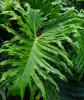 Split leaf philodendron or saddle leaf (Philodendron bipennifolium), a climbing tropical aroid with thick stems, aerial roots, and large glossy olive-green leaves shaped like a horse’s head, violin, or saddle.