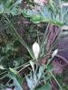 Variegated climbing philodendron sold as Philodendron imbe, with elongated arrow-shaped green leaves irregularly streaked or marbled with cream, pale yellow, and white along a climbing stem with aerial roots.