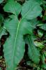 Panda or Horsehead Philodendron (Philodendron bipennifolium) climbing a support with glossy leathery olive-green leaves shaped like a horse’s head, fiddle, or saddle and long aerial roots along the stem.
