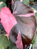 Red Princess philodendron with glossy dark green to burgundy foliage, reddish petioles and stems.