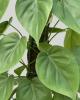 Cordatum or Heartleaf Philodendron with slender trailing vines, aerial roots at the nodes, and glossy green heart-shaped leaves with pointed tips.