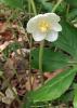 Indian apple or Mayapple (Podophyllum peltatum) forming a woodland colony with large pale-green umbrella-shaped lobed leaves and a single nodding white flower hidden beneath a two-leaf flowering shoot.