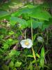 American Mandrake or Mayapple (Podophyllum peltatum) growing in a woodland colony, with upright stems bearing one or two large umbrella-shaped leaves divided into broad lobes, a single nodding white flower hidden beneath two leaves, and an oval fruit that changes from green to golden yellow as it ripens.