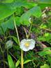 Umbrella leaf or mayapple (Podophyllum peltatum) growing in a woodland colony with erect stems, one or two large umbrella-shaped deeply lobed leaves, a single nodding white flower hidden beneath paired leaves, and an oval green fruit that ripens golden yellow.