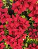 Potted Poinsettia or Euphorbia pulcherrima with dark green leaves, broad red bracts surrounding small yellow-green central cyathia, and branching green stems.