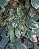 Geranium-Leaf Aralia or Coffee Tree with upright woody stems and glossy pinnately compound leaves divided into rounded, irregularly toothed green leaflets edged in cream-white
