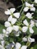 Wild Radish (Raphanus raphanistrum) with coarse lobed hairy leaves, branching bristly stems, four-petaled white to pale-yellow flowers marked by dark purple veins, and narrow beaked seed pods constricted into distinct joints between the seeds.
