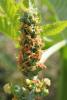 Castor Bean plant with large glossy palmately lobed leaves, upright clusters of spiny red-green seed capsules, and shiny mottled oval seeds