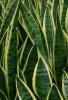 Mother-in-Law’s Tongue or Dracaena trifasciata growing as a dense cluster of stiff upright sword-shaped succulent leaves with dark green coloring, pale gray-green horizontal cross-banding, and yellow margins on variegated forms.
