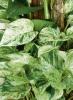 Marble Queen Pothos or Epipremnum aureum ‘Marble Queen’ with trailing or climbing vines, aerial roots, and glossy heart-shaped leaves heavily marbled and splashed with creamy white, pale green, and dark green.