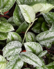 Satin pothos (Scindapsus pictus), a trailing tropical vine with matte heart-shaped dark green leaves marked by shimmering silver-gray spots, blotches, and margins.