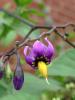 Climbing Nightshade, Solanum dulcamara, a solanine-containing toxic vine for pets and livestock