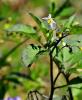 Black nightshade with branching green stems, alternate wavy-edged leaves, clusters of small white star-shaped flowers with yellow anthers, and round green to dull black berries