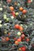Ornamental Pepper (Solanum pseudocapsicum L.) shown for identification in the PAWS pet plant safety guide.