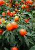 Winter cherry or Jerusalem cherry (Solanum pseudocapsicum), a compact bushy nightshade with dark green slightly wavy leaves, small white star-shaped flowers with yellow anthers, and round fruits ripening from green through yellow and orange to glossy red.