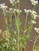White heads or ranger’s buttons (Angelica capitellata) growing as a tall wet-meadow perennial with stout upright stems, large divided leaves, and compound umbels ending in dense round clusters of tiny white fuzzy-looking flowers.