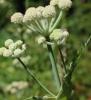 Ranger’s button, Angelica capitellata, with tall hollow stems, divided leaves, and compound umbels ending in distinctive round white woolly flower heads.