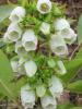 Staggerbush, Lyonia mariana, growing as an upright deciduous shrub with simple leathery green leaves, reddish flower buds, hanging clusters of white to pale pink tubular flowers, and small dry brown capsules.