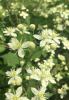 Virgin’s Bower (Clematis virginiana), a climbing native vine with opposite compound leaves divided into three coarsely toothed leaflets, branching clusters of small white four-sepaled flowers, and fluffy silver-gray seed heads with long feathery styles.