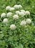 Water dropwort (Oenanthe species) growing at a wet ditch margin with hollow upright stems, divided celery-like green leaves, and compound umbrella-shaped clusters of small white flowers.