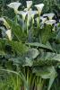 Florist’s Calla, Zantedeschia aethiopica, with large arrow-shaped green leaves and a white funnel-shaped spathe surrounding a yellow spadix