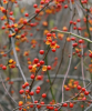 American Bittersweet (Celastrus scandens), a native deciduous woody vine with twining brown stems, alternate oval leaves with finely rounded teeth, terminal clusters of small greenish flowers, and dense branch-tip clusters of orange capsules splitting open to reveal bright scarlet arils and seeds.