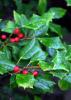 American Holly (Ilex opaca), a pyramidal native evergreen tree with pale gray bark, stiff dull dark-green oval leaves bearing sharp marginal spines, small white flowers, and clusters of round red drupe-like fruits on female trees.