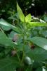 Deadly Nightshade, Atropa belladonna, a highly toxic Solanaceae plant containing tropane alkaloids dangerous to dogs and cats