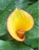 Calla Lily with large arrow-shaped dark-green leaves and a white funnel-shaped spathe surrounding an upright yellow central spadix